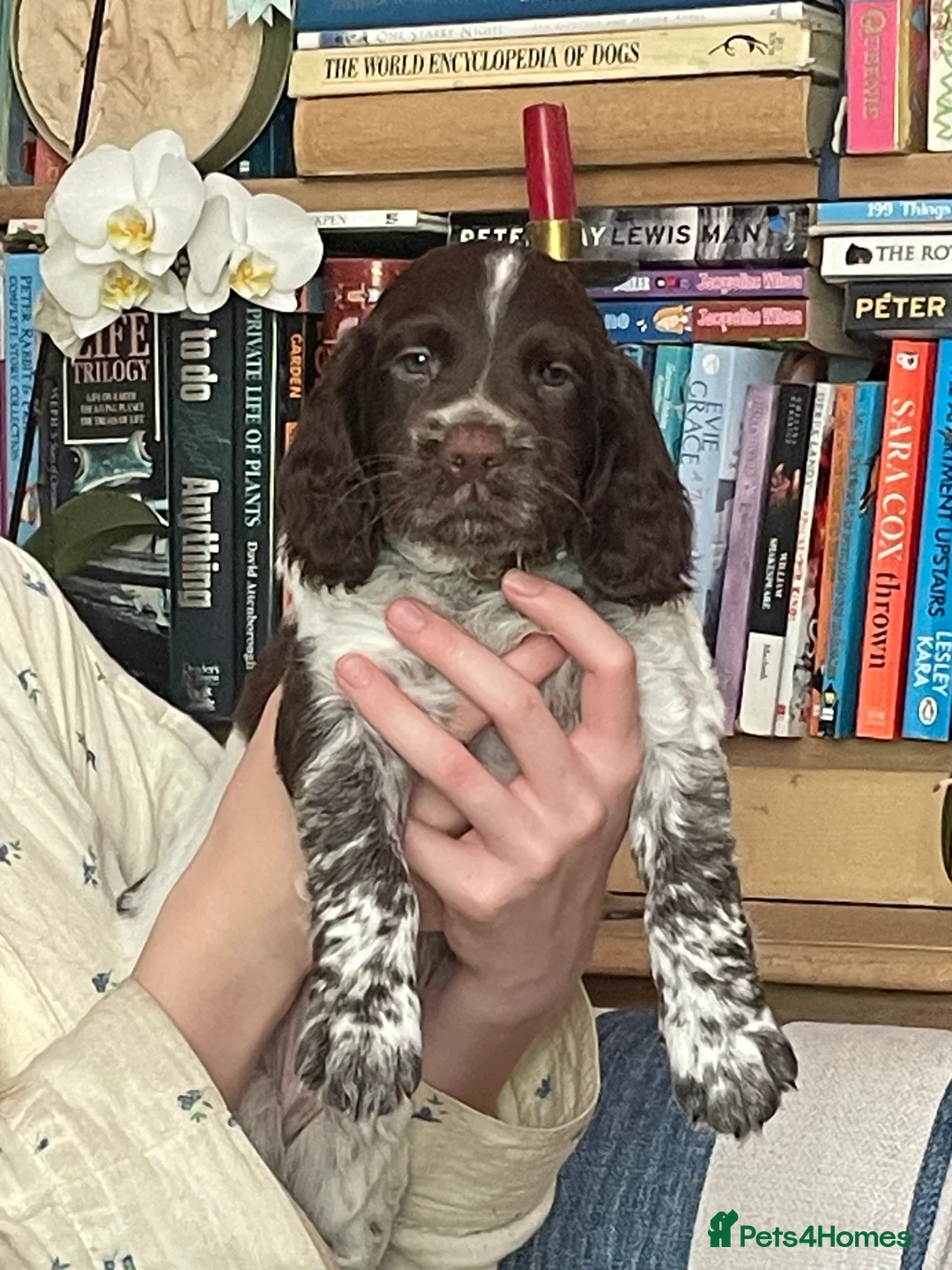 Sprocker dogs for sale: Beautiful F2 Sprocker Puppies  - Advert 40