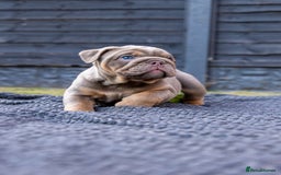 English Bulldog dogs for sale: English Bulldog puppies  - Image 2