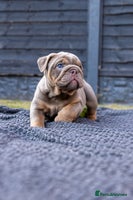 English Bulldog dogs - Advert 4