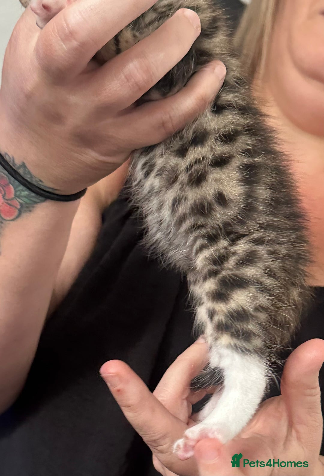 Bengal cats for sale: Bengal cross kittens  - Image 9