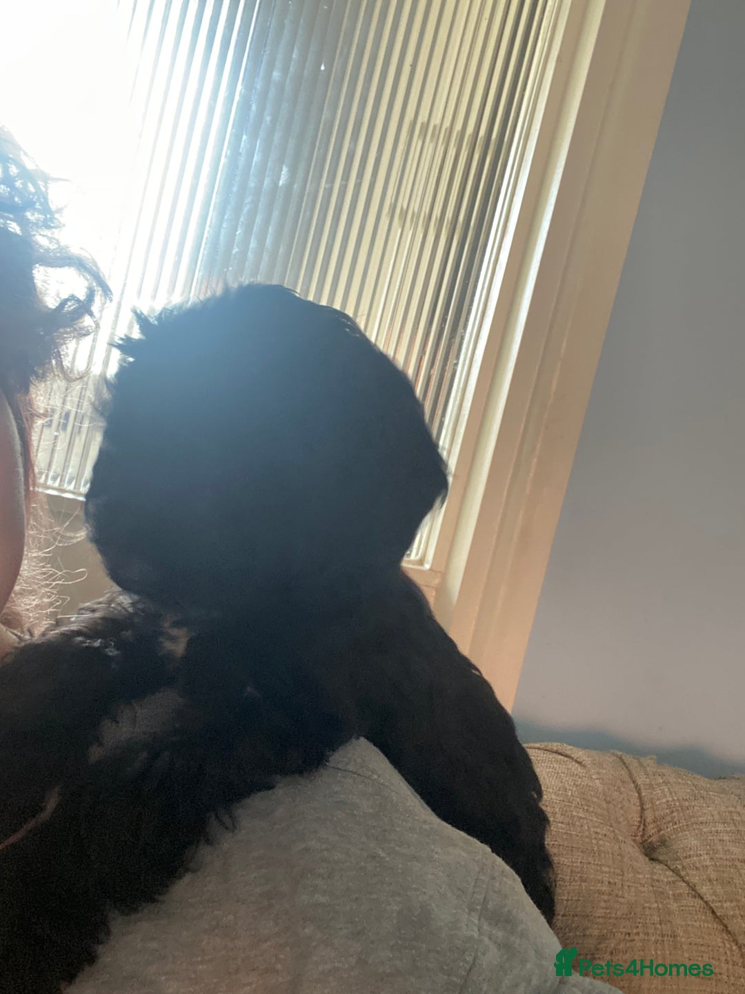 Cockapoo dogs for sale: 5 cockapoo puppies for adoption - Advert 6