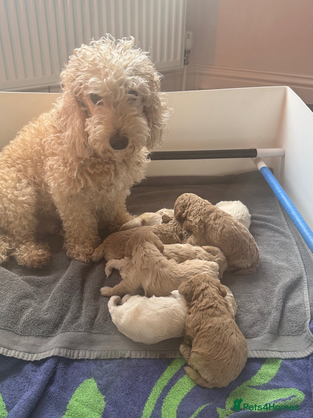 Cockapoo dogs for sale: Wonderful snuggle buddy  - Image 26