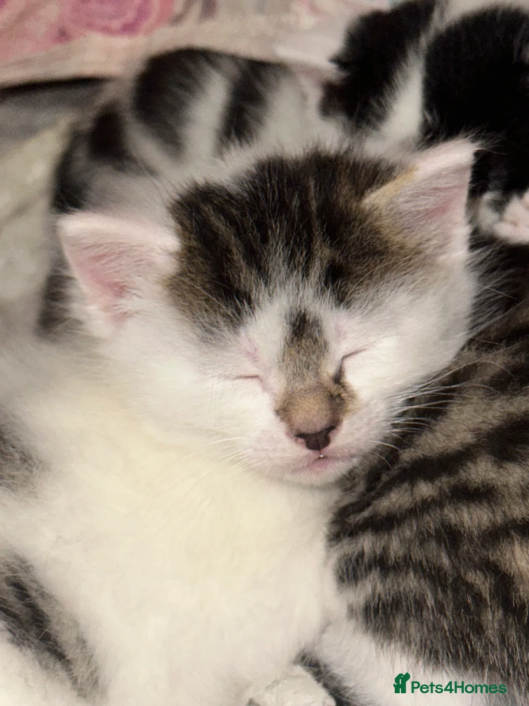 American Shorthair cats for sale: 6 BEAUTIFUL AMERICAN SHORTHAIR ✨  - Advert 7