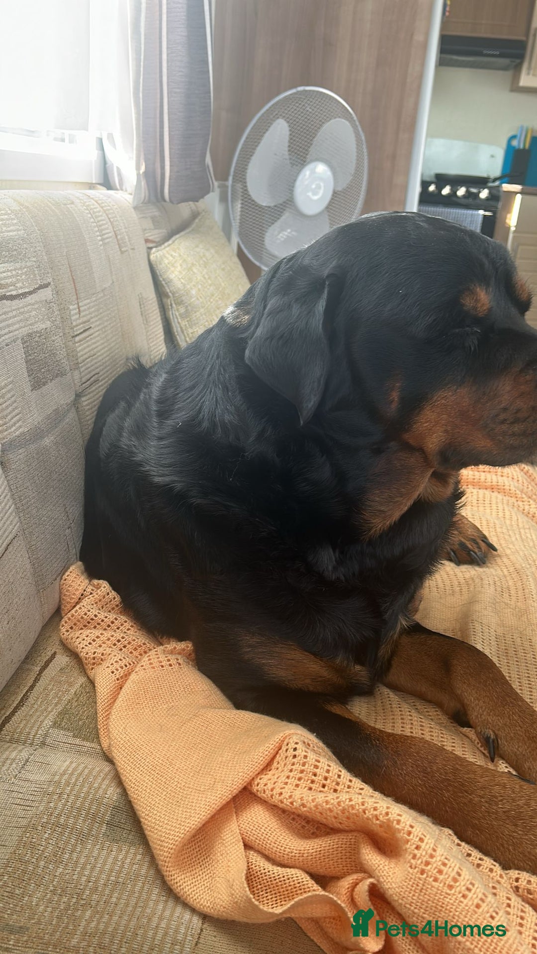 Rottweiler dogs for stud: ....Our Rottweiler Marley for stud...  - Image 2