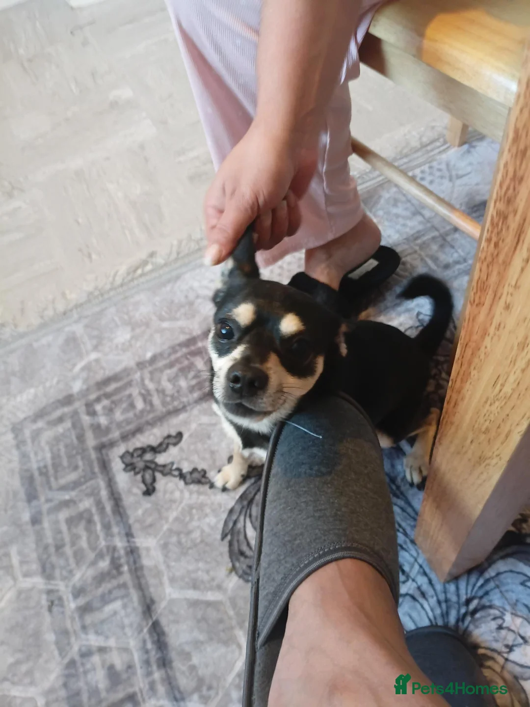 Chihuahua dogs for sale: Mr chivauva - Advert 2