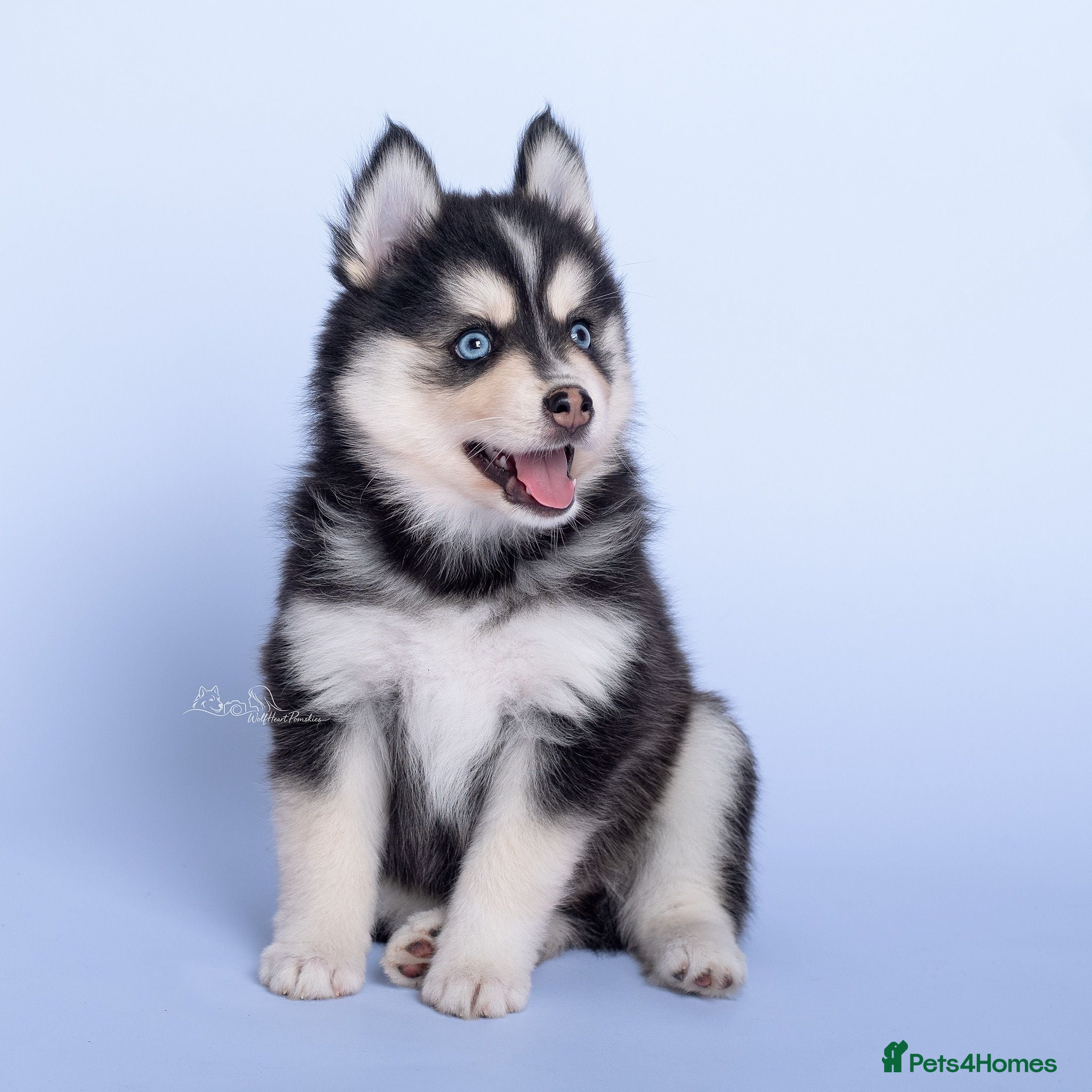 Pomsky dogs 2 girls and  boy are searching for 5 star homes - Advert 13