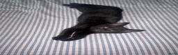 Mixed Breed cats for sale: 3 back and white kittens  - Advert 3