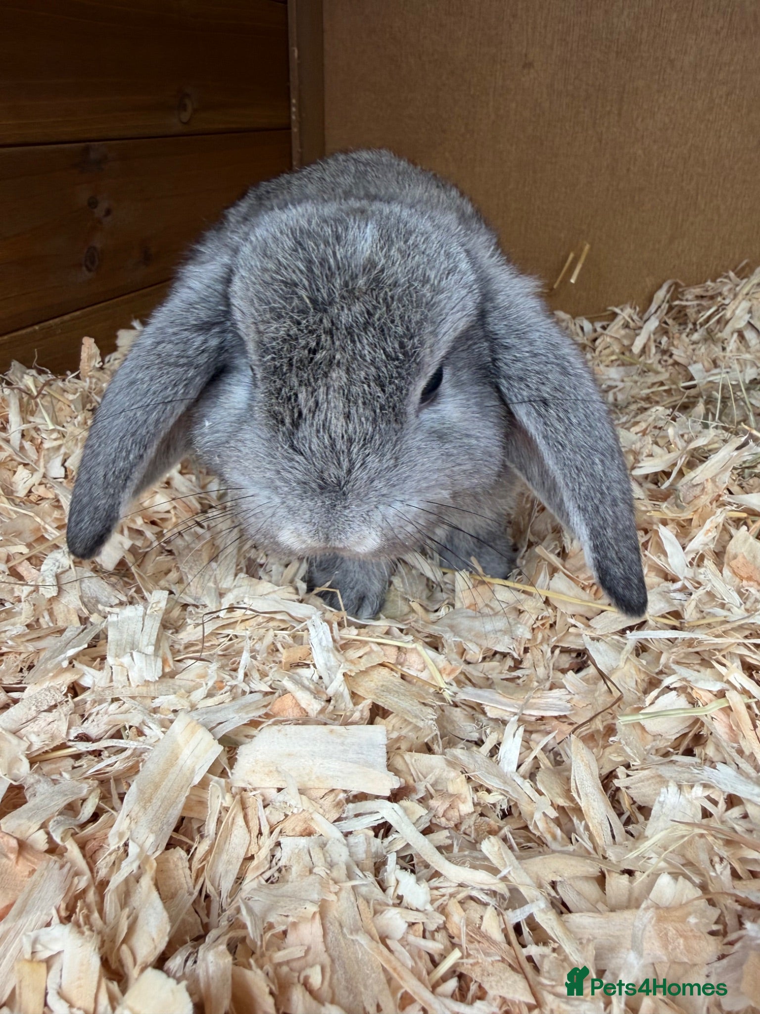 Mini Lop rabbits 4 grey baby lops for sale  - Advert 1