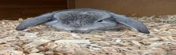 Mini Lop rabbits for sale: 4 grey baby lops for sale  in Coalville - Advert 1