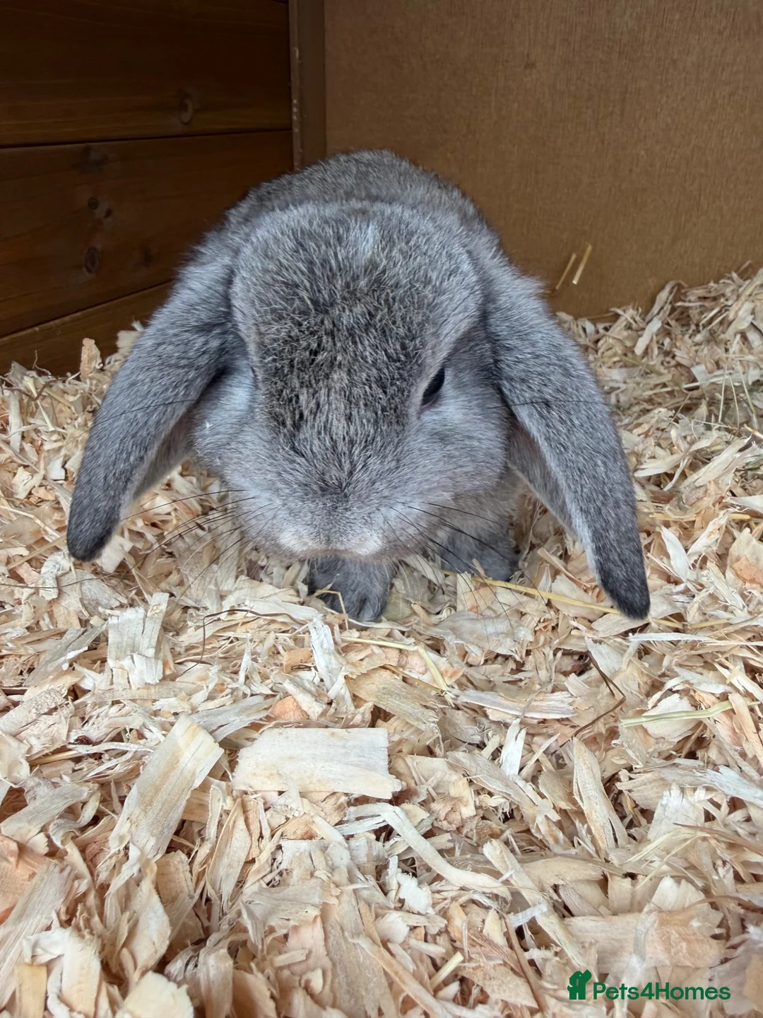Mini Lop rabbits for sale: 4 grey baby lops for sale  in Coalville - Advert 1