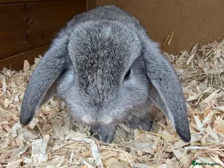 Mini Lop rabbits 4 grey baby lops for sale - Advert 1