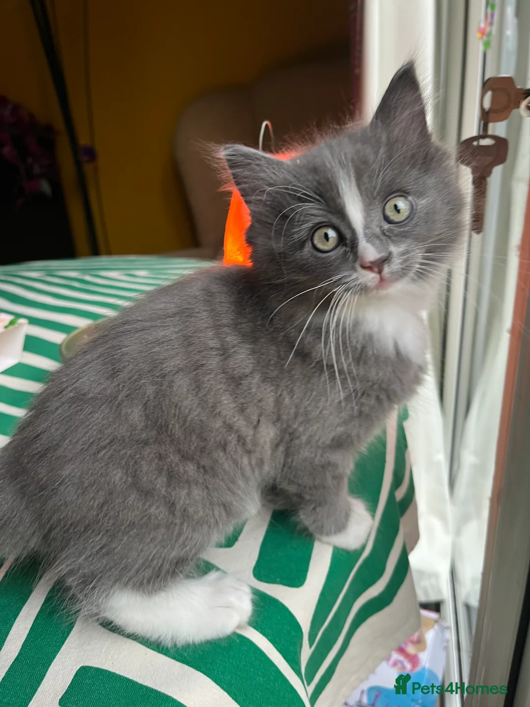 Ragdoll cats for sale: 2 x Fluffy Ragdoll x BSH kittens - Advert 4