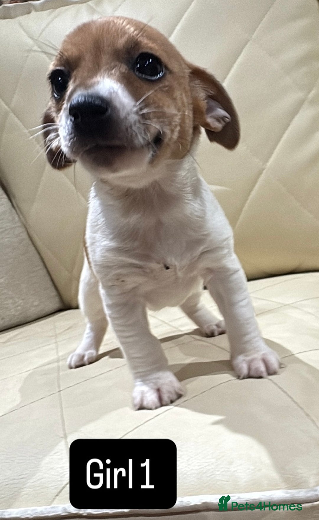Jack Russell dogs for sale: Jack Russell - Advert 6