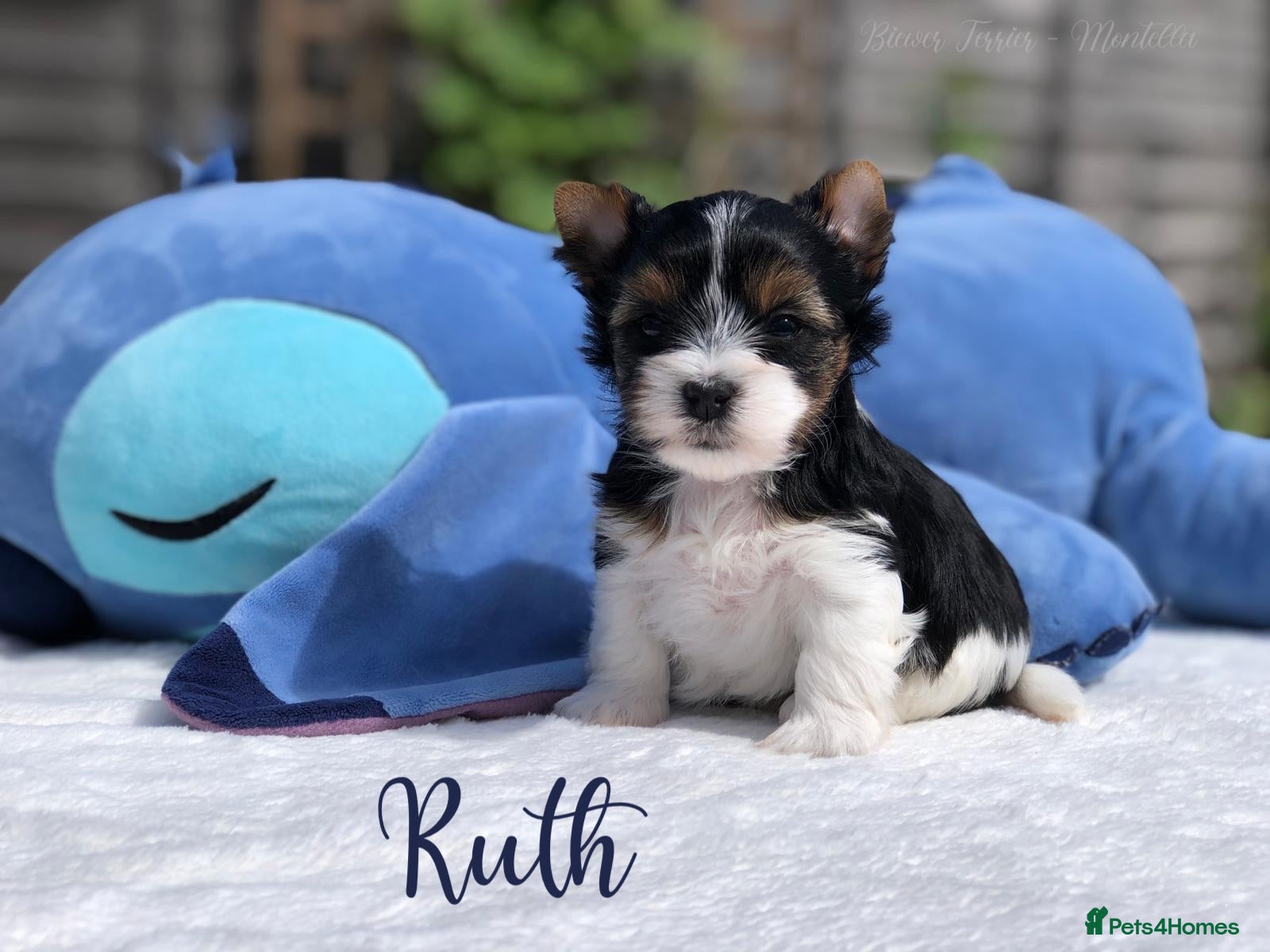Yorkshire Terrier dogs Beautiful Litter of Six Biewer Terriers! - Advert 2