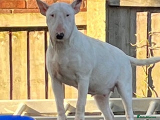 English Bull Terrier dogs in Southminster - Advert 10