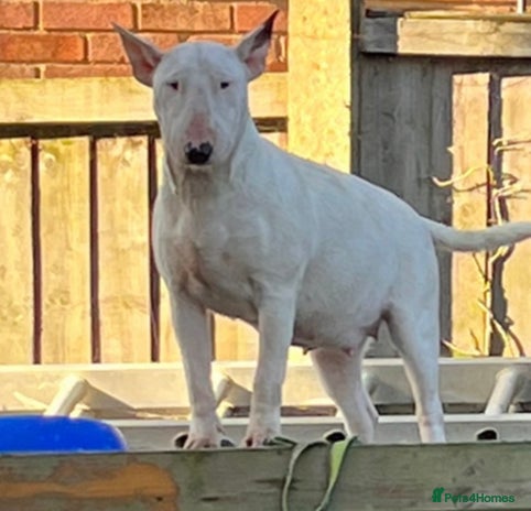 English Bull Terrier dogs in Southminster - Advert 5