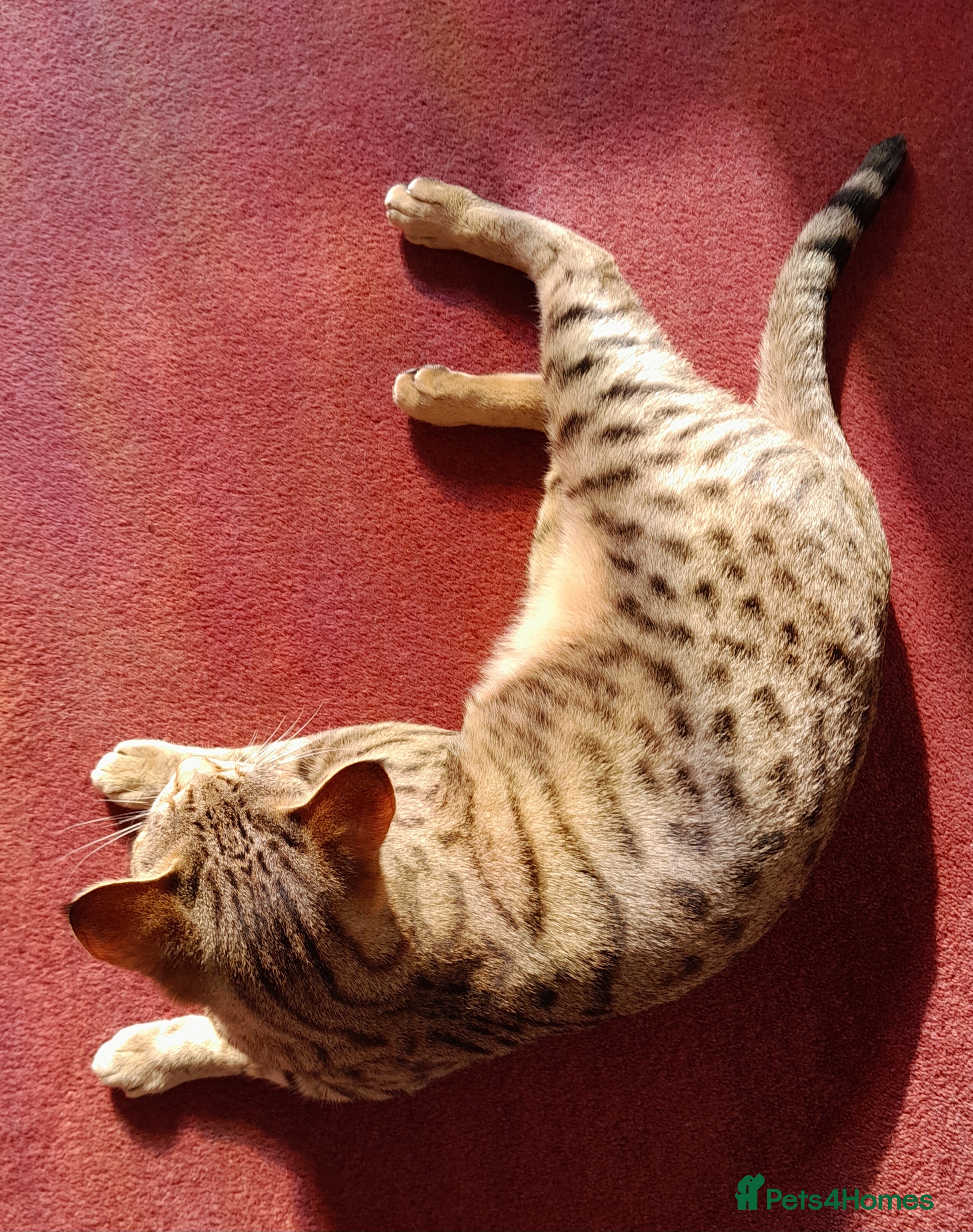 Savannah cats  TICA Reg F3 Pedigree Savannah Lady TICA Reg - Advert 4