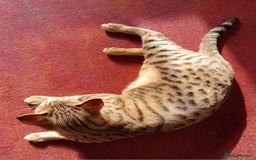 Savannah cats for sale: ACTIVE TICA Reg F3 Pedigree Savannah Lady TICA Reg - Image 2
