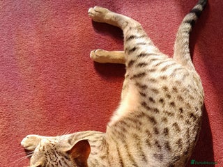 Savannah cats - Advert 4