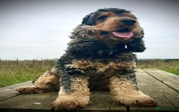 Cocker Spaniel dogs for sale: Show type Cocker Spaniels - Advert 8