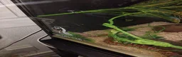 Corn Snake reptiles for sale: 2 corn snakes with 2 set ups - Advert 4