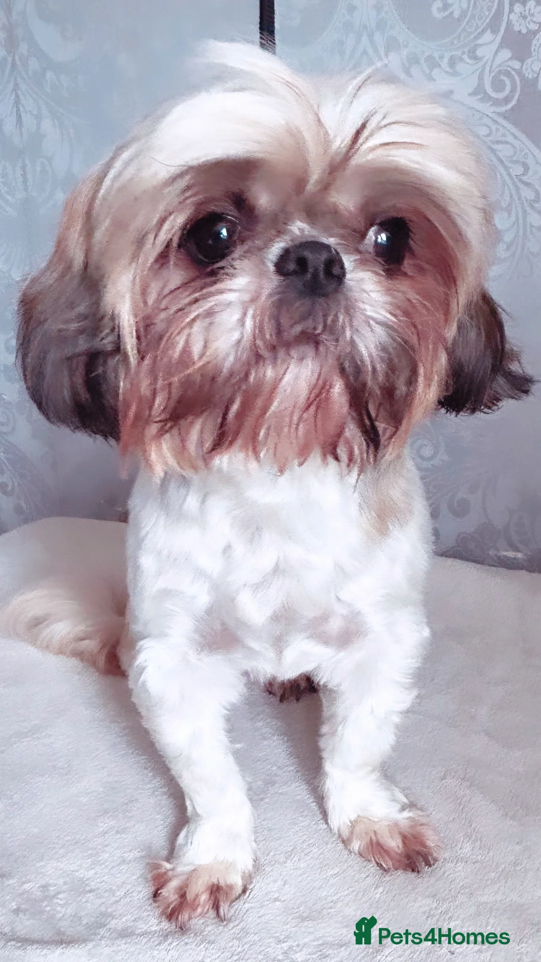 Shih Tzu dogs for sale: Lovely Female Shihtzu For Sale - Advert 3