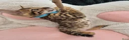Bengal cats for sale: TICA Registered Bengal Kittens - Advert 15