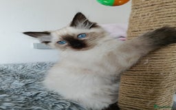 Ragdoll cats for sale: GCCF registered seal and chocolate ragdoll kittens - Image 8