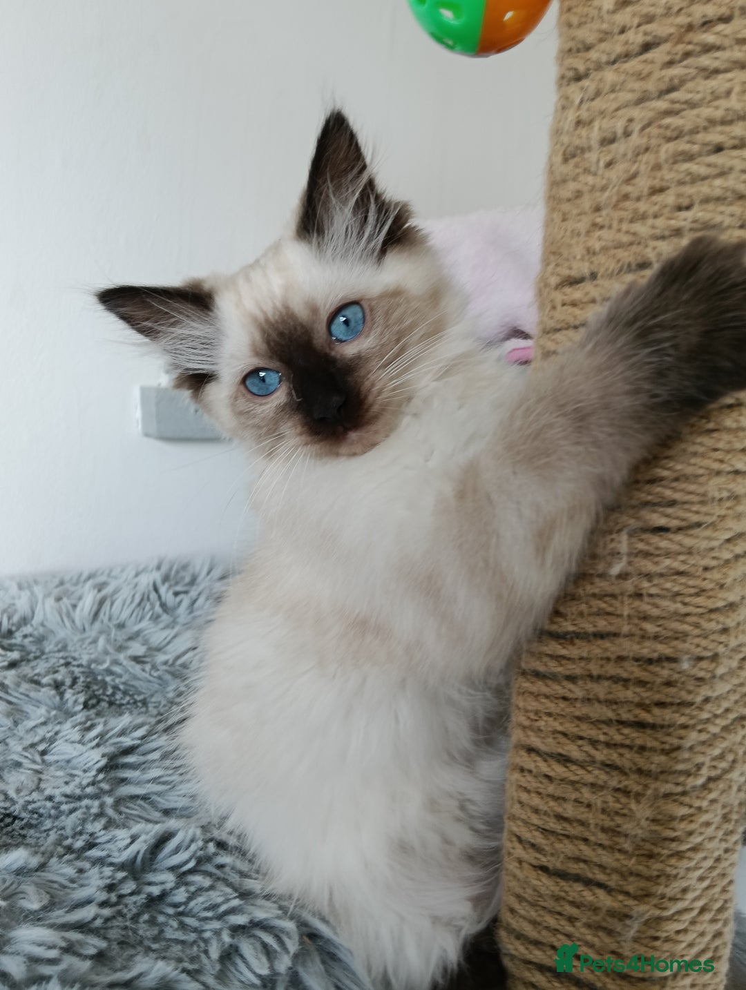 Ragdoll cats for sale: GCCF registered seal and chocolate ragdoll kittens - Image 8
