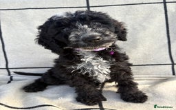 Cockapoo dogs for sale: 🐾STUNNING F1 COCKERPOOS 🐾health tested parents🐾 - Image 1