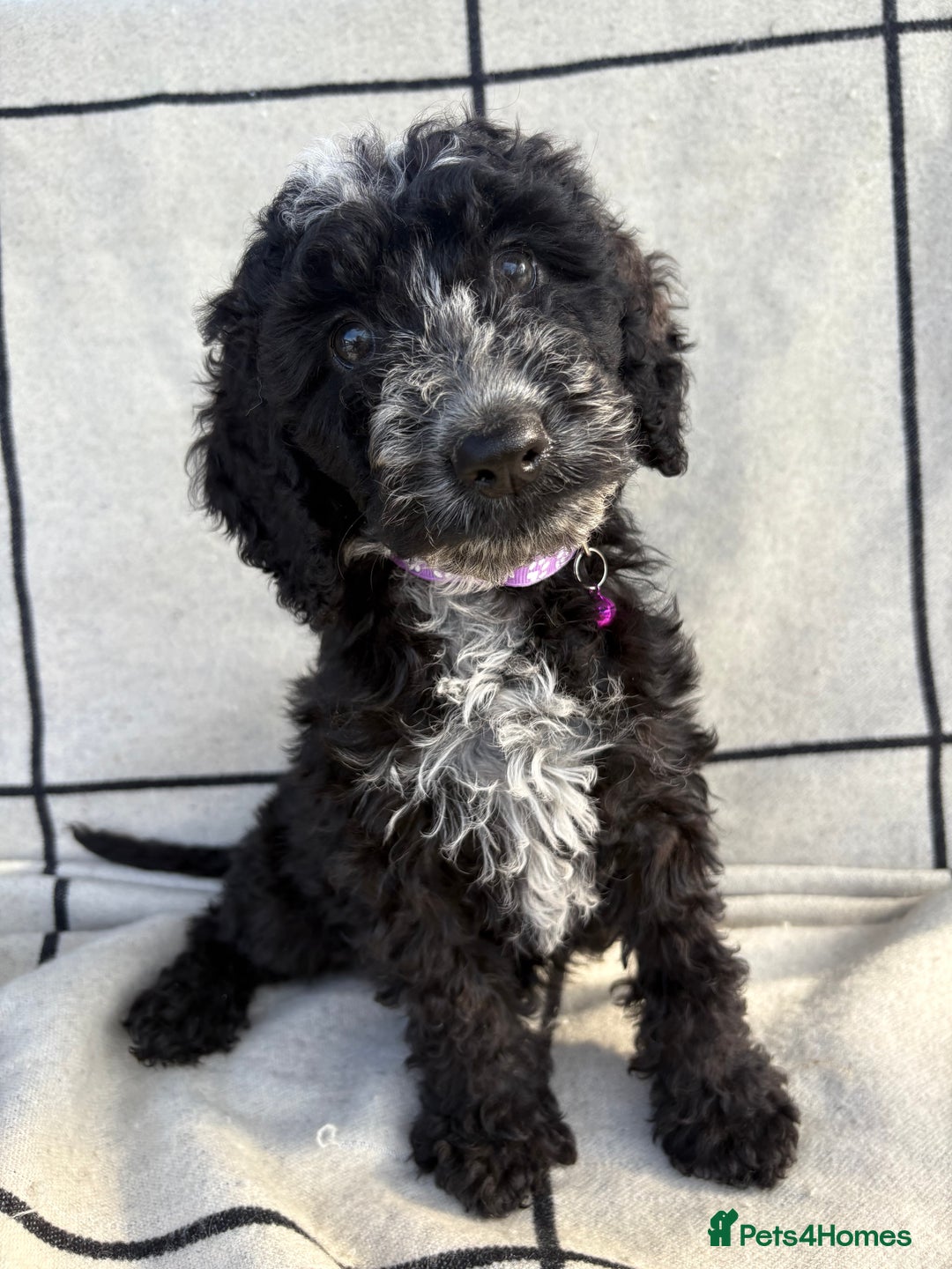 Cockapoo dogs for sale: 🐾STUNNING F1 COCKERPOOS 🐾health tested parents🐾 - Image 1