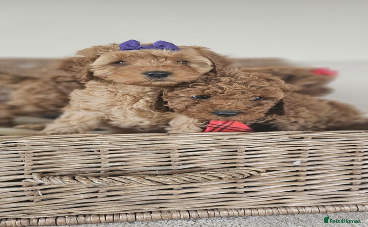 Cavapoo dogs - Advert 1