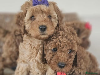 Cavapoo dogs - Advert 10