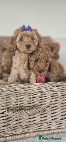 Cavapoo dogs - Advert 1