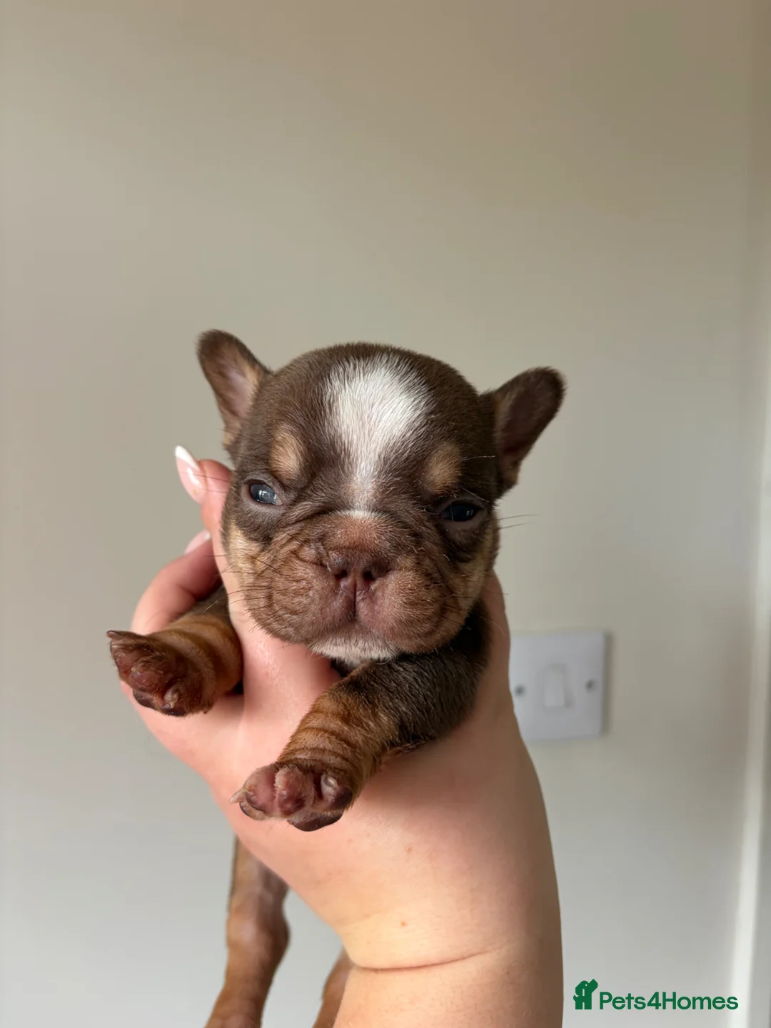French Bulldog dogs for sale: 2 beautiful boys🫶 - Advert 2