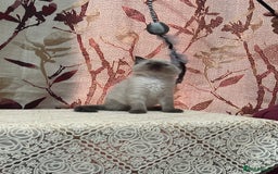 Ragdoll cats for sale: Cute ragdoll🌹🤎 - Image 24