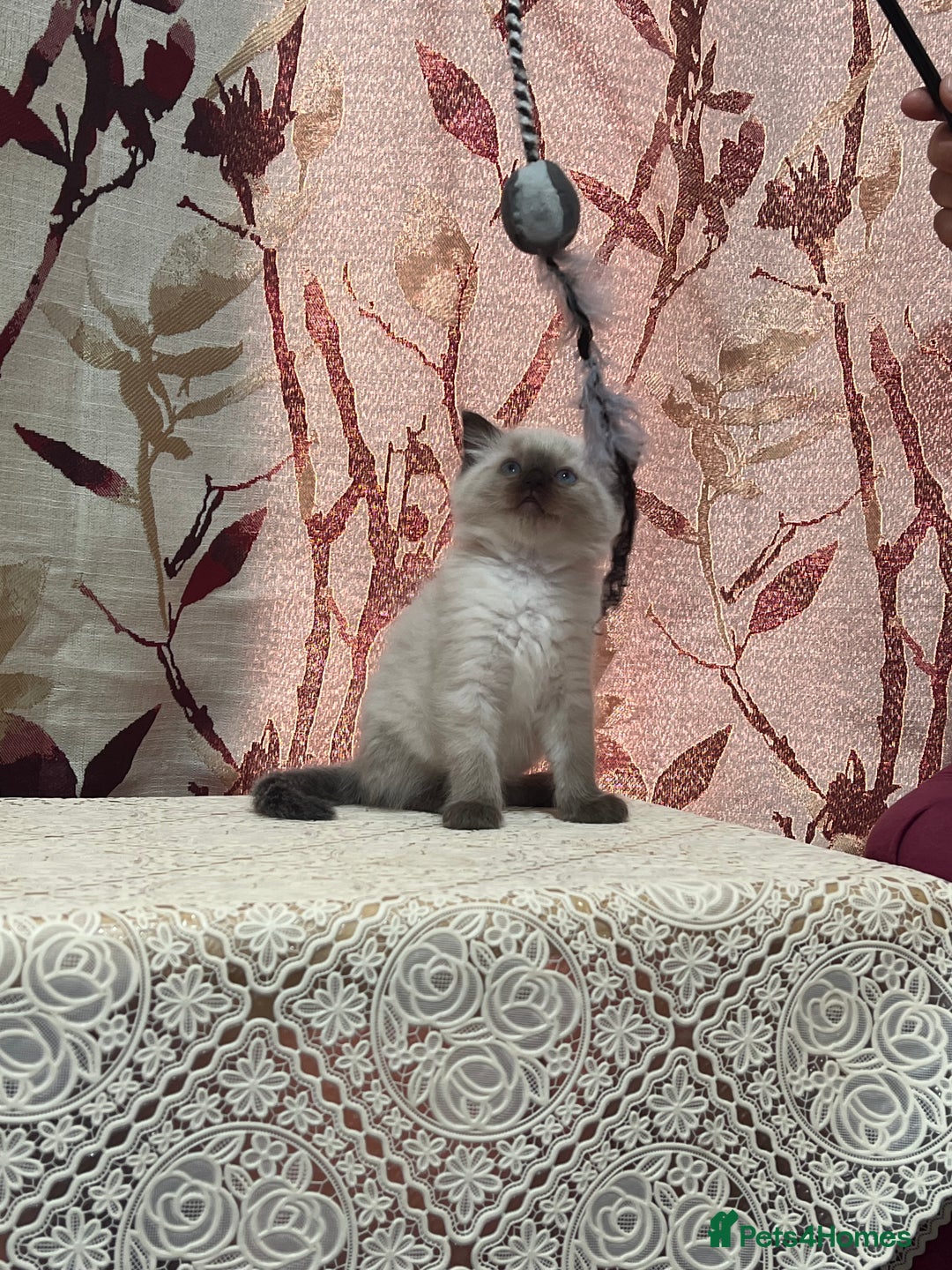 Ragdoll cats for sale: Cute ragdoll🌹🤎 - Image 24