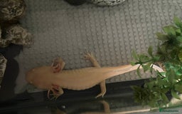 Axolotl reptiles for sale: Golden Male axolotl - Image 4