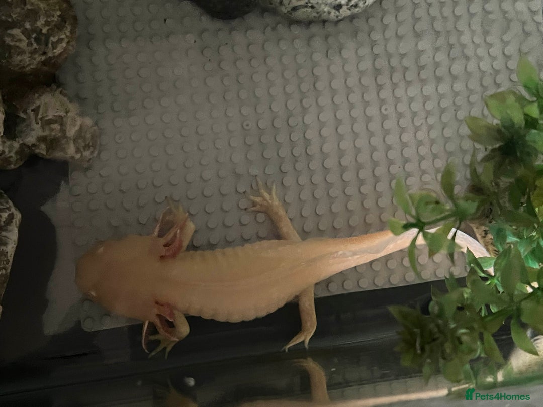 Axolotl reptiles for sale: Golden Male axolotl - Image 4