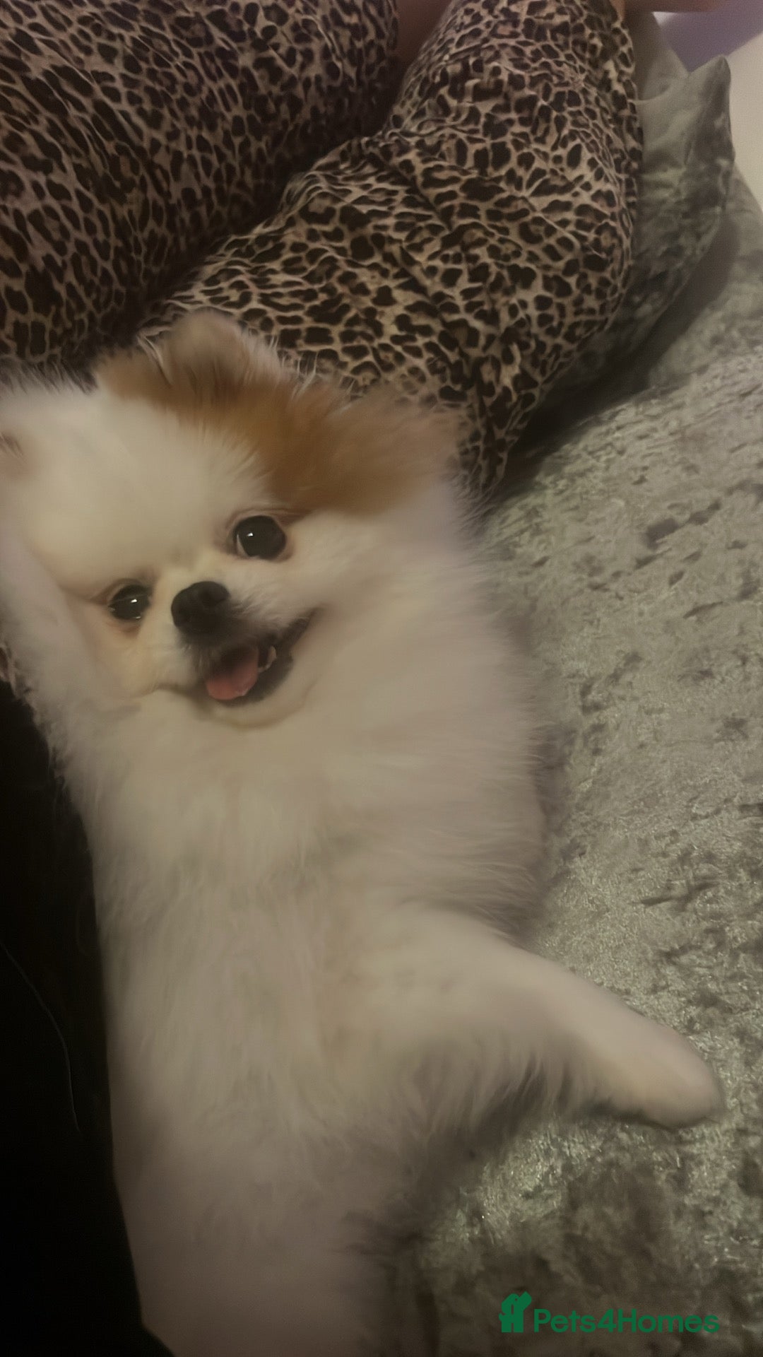 Pomeranian dogs Female Pom for sale  - Advert 1