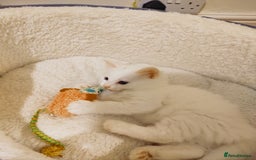 British Longhair cats for sale: White longhair domestic kitten - Image 5
