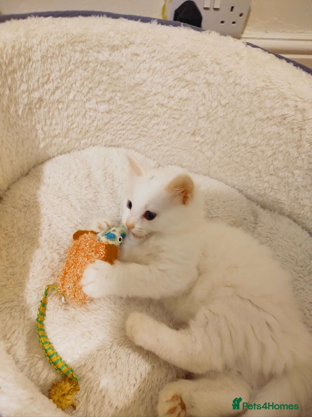 British Longhair cats for sale: White longhair domestic kitten - Image 5
