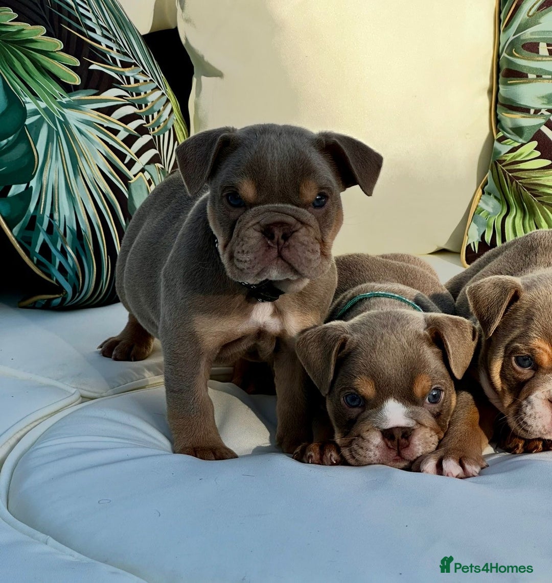 English Bulldog dogs for sale: Champion Bloodlines KC British Bulldogs - Image 14