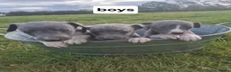 Whippet dogs for sale: Whippet pups - Advert 6