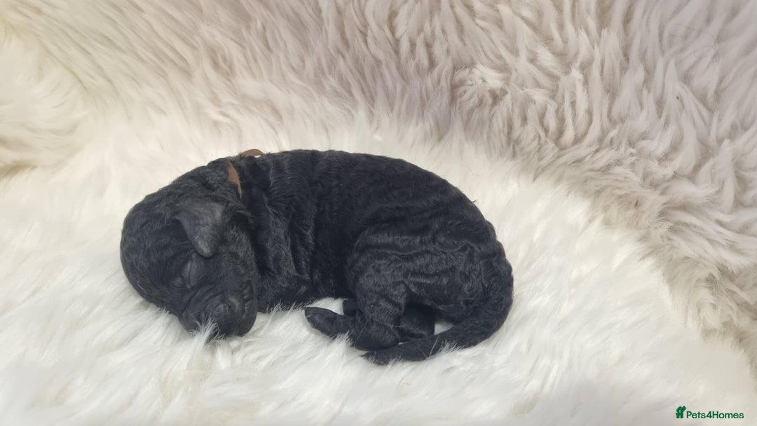 Standard Poodle dogs for sale: Exceptional Health Tested Puppies Due - Advert 26