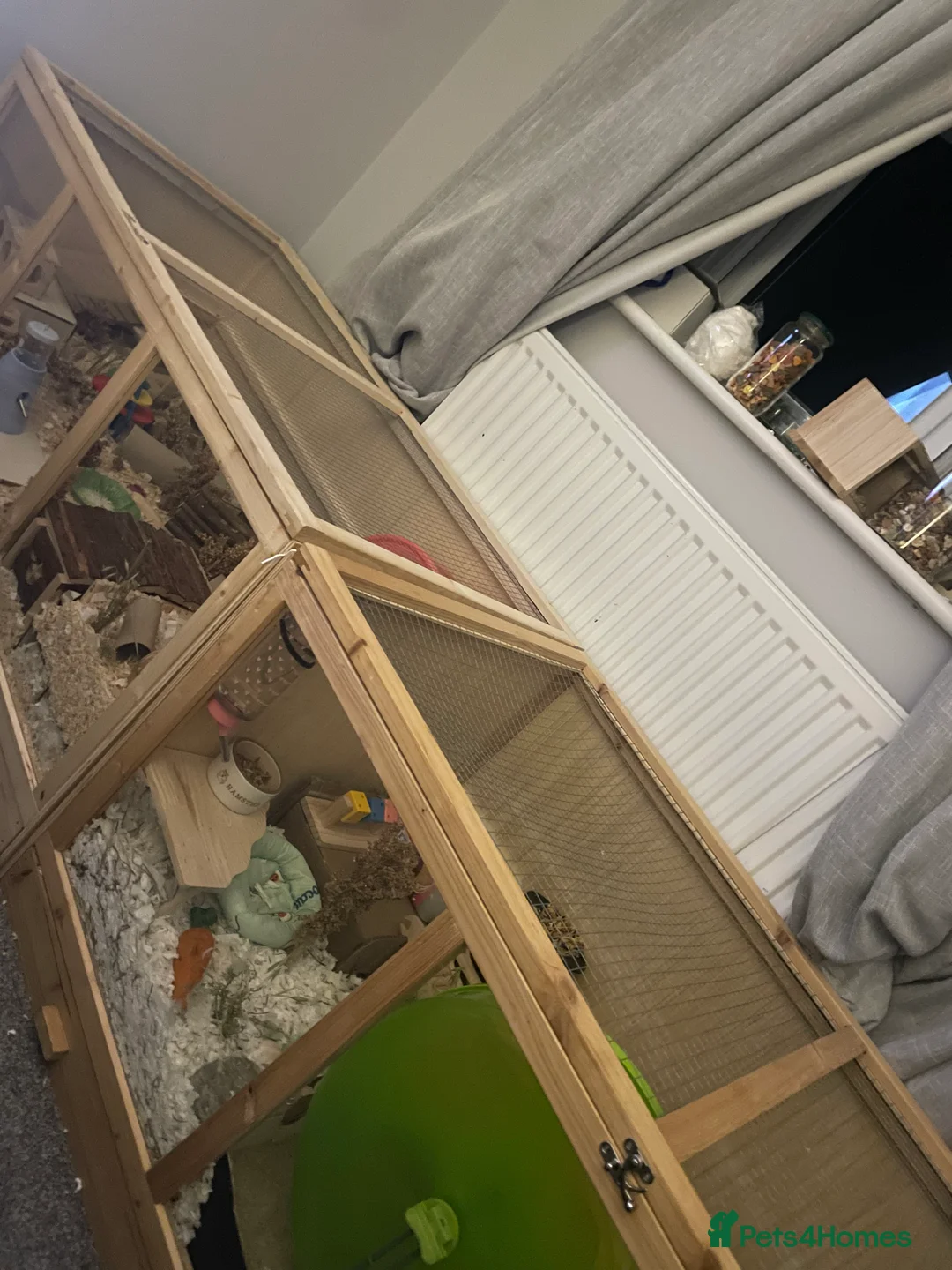 Hamster rodents for sale: Hamster  - Advert 3