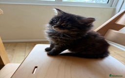 Mixed Breed cats for sale: Tabby - Image 3