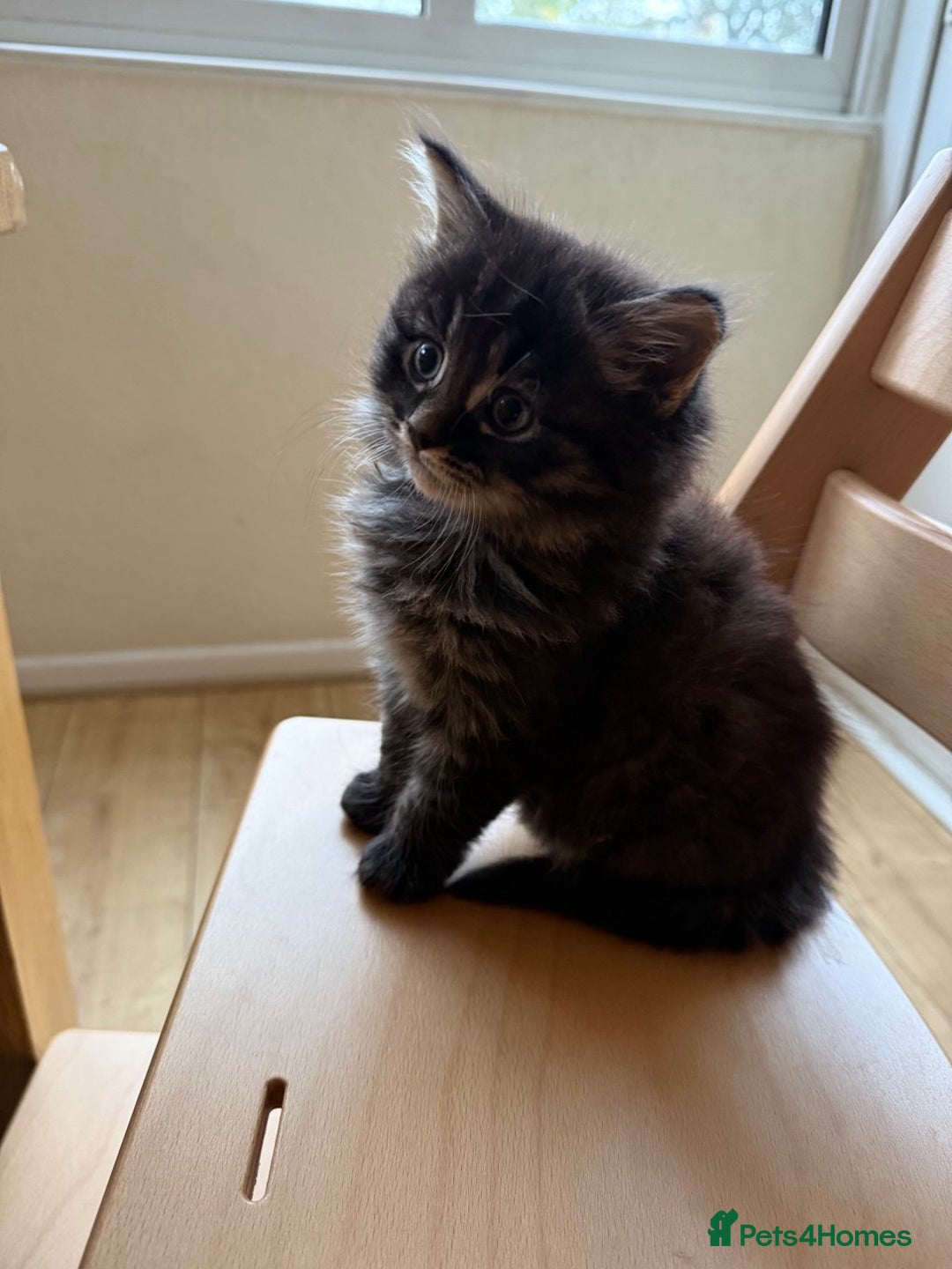 Mixed Breed cats for sale: Tabby - Image 3