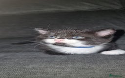 Mixed Breed cats for sale: Two kittens looking for forever homes - Image 9