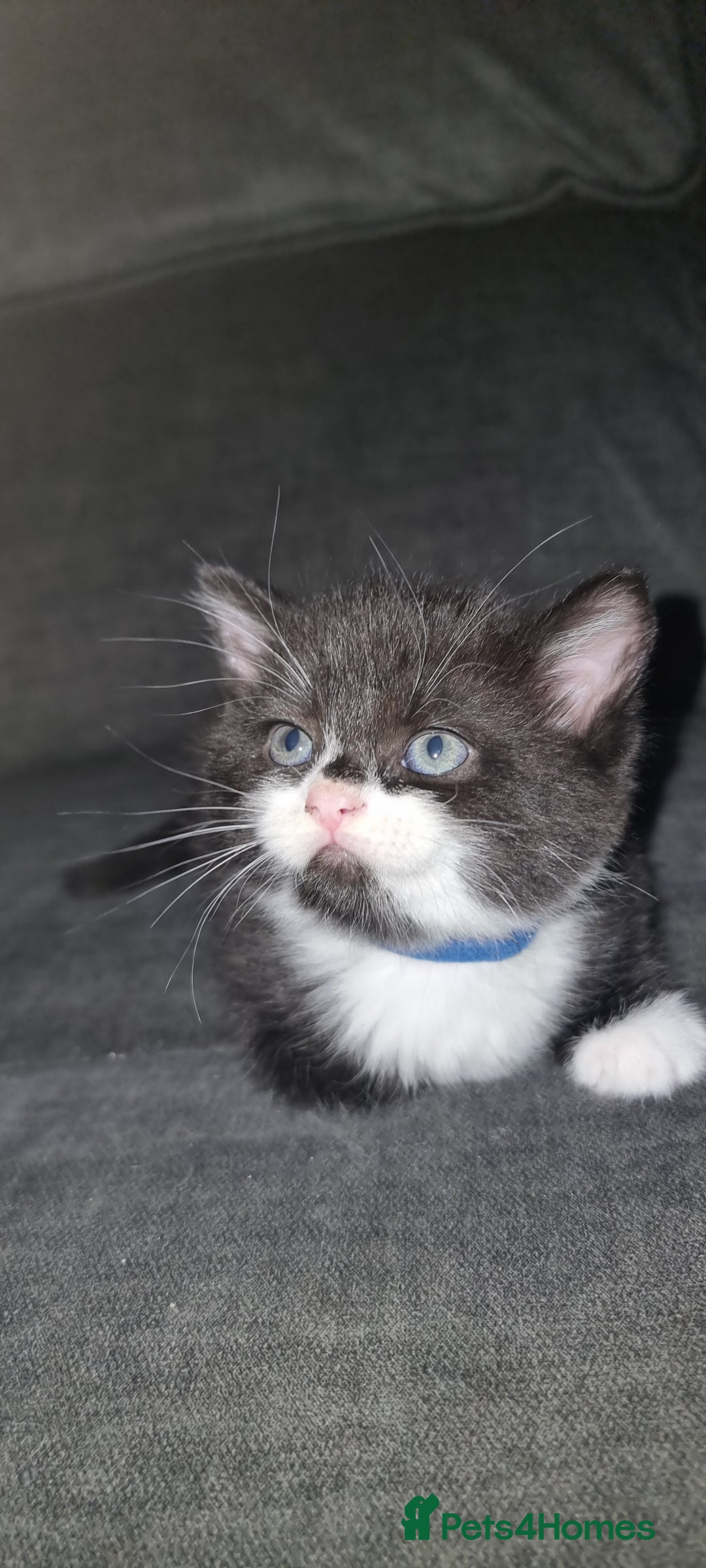 Mixed Breed cats for sale: Two kittens looking for forever homes - Image 9